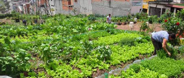 Horta-Comunitaria-agroecologia